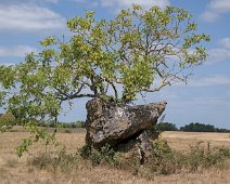Dolmen de Peyre Nègre (Beaumont du Périgord)  Le dolmen se caractérise par une table de couverture à la forme totalement atypique, longue de 2,80 m et large de 3 m. Les dalles sont en grès ferrugineux de couleur sombre.